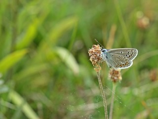 Hauhechel-Bläuling (Polyommatus icarus) 
