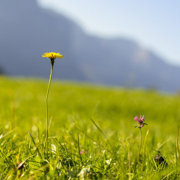 Eine gelbe und eine rosa Blume auf einer grünen Wiese in den Alpen, im Hintergrund die Berge - Idylle pur!