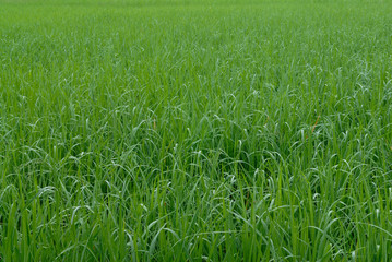 paddy rice in field