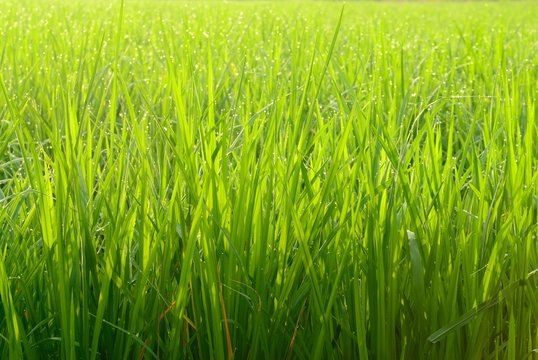 green paddy  field