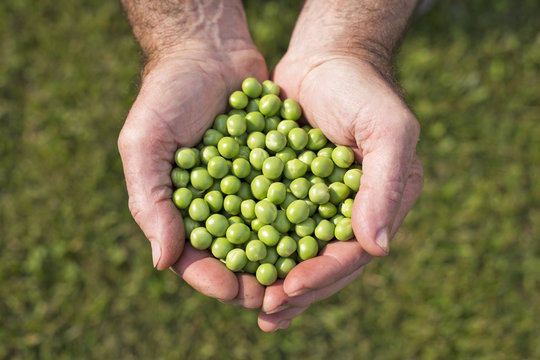 Piselli in mano al contadino