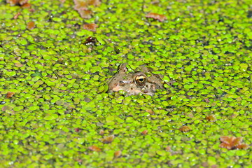 Grenouille dans les lentilles d'eau