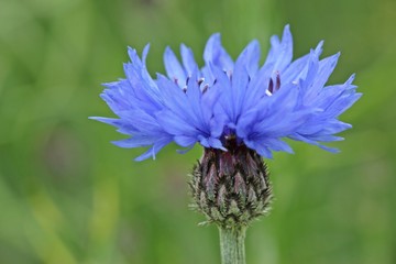 Kornblume (Centaurea cyanus)