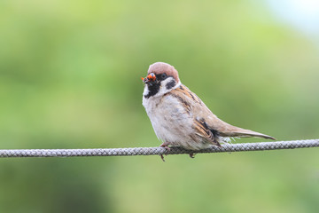 bird Sparrow sitting on the rope with his beak full of ladybugs