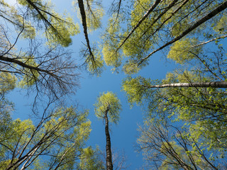 Birch treetops and blue sky