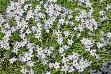 Obraz na płótnie Canvas Spring Starflowers 