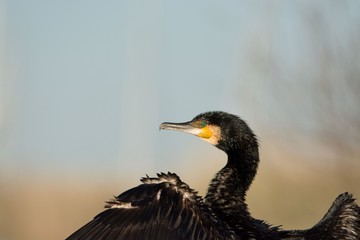 Great cormorant