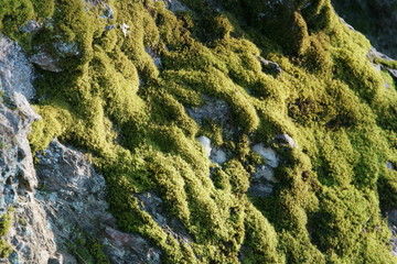 moss on the rock close up background