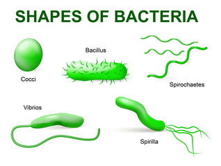 Types of bacteria. Basic morphological differences between bacte - obrazy, fototapety, plakaty
