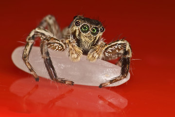 Big fluffy spider macro
