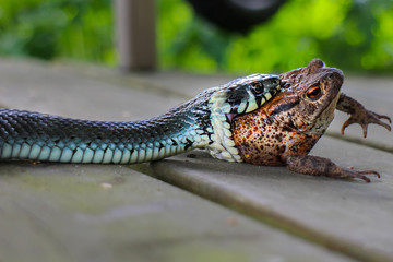 Obraz premium Blue snake eats fat frog