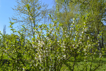 Fototapeta na wymiar дерево сакура расцвело белыми цветами