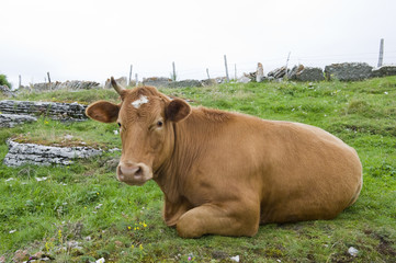 Calf in the Italian Alps (Lessinia).