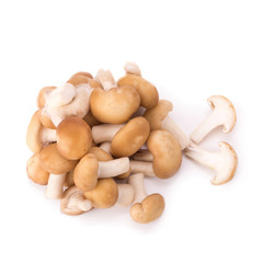 mushroom on the White background