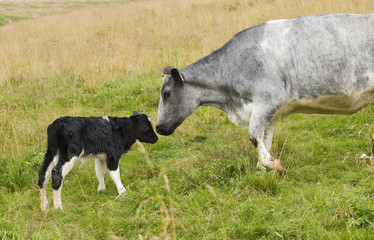 Newly born calf with mother in the Italian Alps (Lessinia).