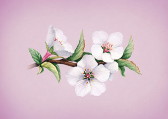 Fototapeta na wymiar Watercolor cherry flowers