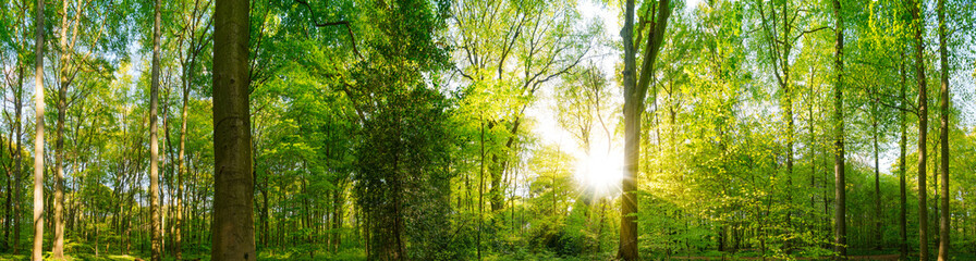 Fototapeta na wymiar Wald Panorama bei Sonnenschein