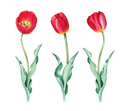 Watercolor illustration of tulips