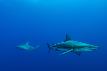 Giant Blacktip swimming in deep blue water