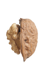 Walnut profil © freie-kreation