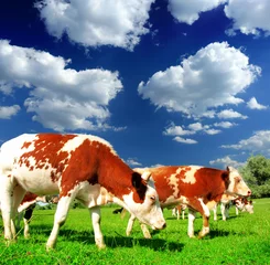 Deurstickers Koe Cows grazing on pasture