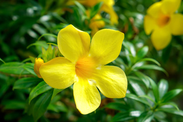 Fototapeta na wymiar Close up of Allamanda cathartica flowers in the Thai garden
