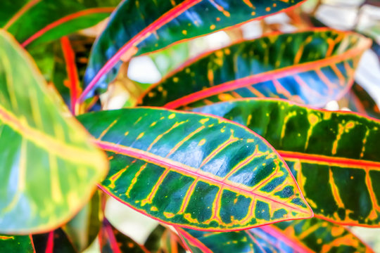 Abstract background of Thai garden. Colorful Leaves of the croton plant or Codiaeum variegatum. Selective focus.