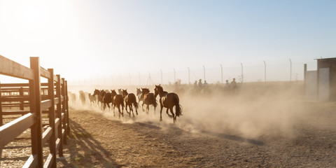 Horses running in the corral.