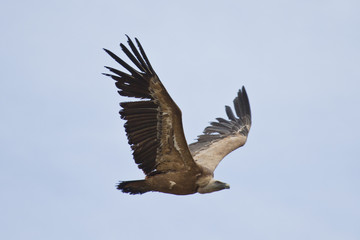 Buitre leonado (Gyps fulvus) volando en cielo azul