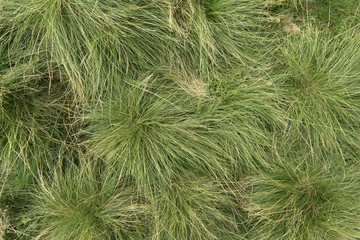 Gras Wiese Boden Textur