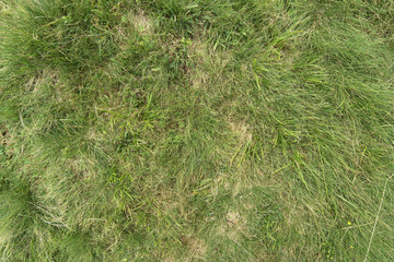 Gras Wiese Boden Textur