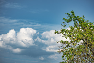 Spring tree with fresh green leaves