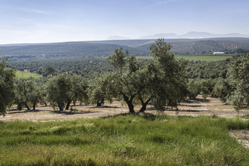 Olive tree in bloom during spring, Andalusia, Spain