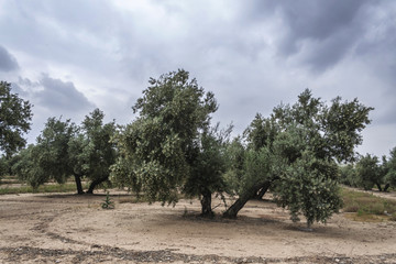 Fototapeta premium Olive tree in bloom during spring, Andalusia, Spain