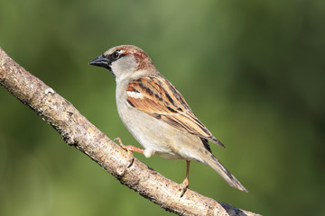 Haussperling (Passer domesticus)