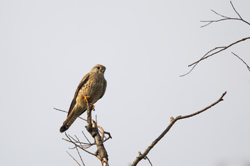 Turmfalke (Falco tinnunculus)