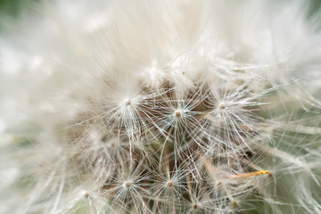 Dandelion abstract closeup