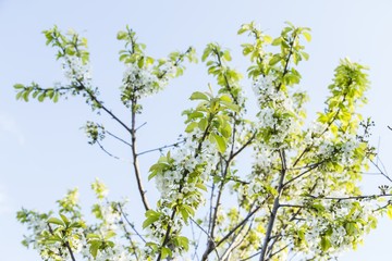 Spring blooming cherry flowers branch