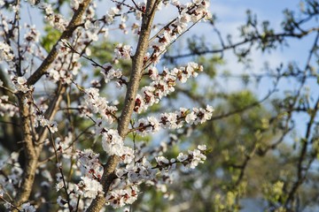Spring apricot blossom in the garden