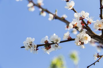 Blooming wild apricot in the garden