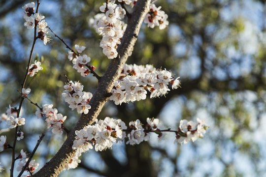 Spring flowers of apricot