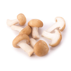 mushroom on the White background