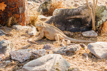 Galapagos Yellow Land Iguana