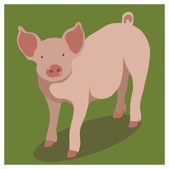 Animal pig on green, vector