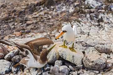 Nazca booby in Galapagos