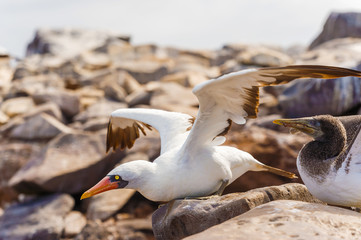 Nazca booby in Galapagos