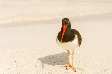 American Oystercatcher, Haematopus palliatus,  looking for food