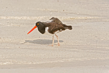 American Oystercatcher, Haematopus palliatus,  looking for food
