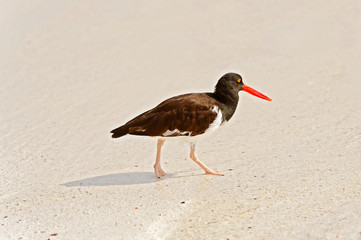 American Oystercatcher, Haematopus palliatus,  looking for food