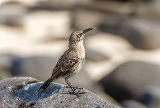 Galapagos Hood Mockingbirds